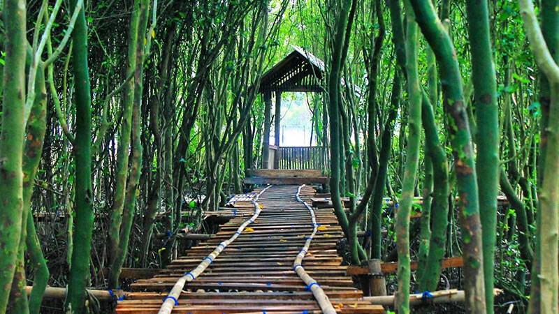Wisata alam di Jogja - Hutan Mangroove