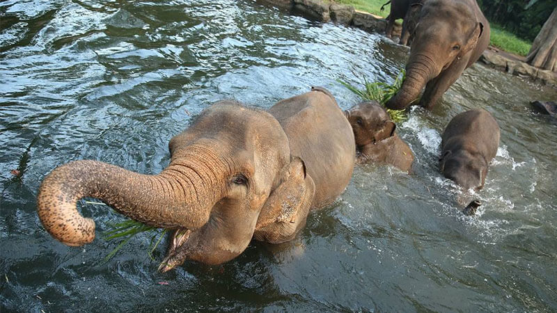 Taman Safari Bogor - Gajah dan Kuda Nil