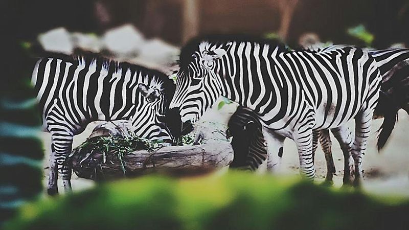 Jatim Park 2 Malang - Zebra