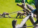 Kebun Binatang Surabaya - Monyet
