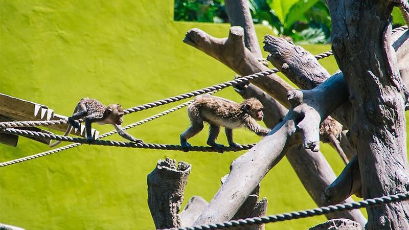 Kebun Binatang Surabaya - Monyet