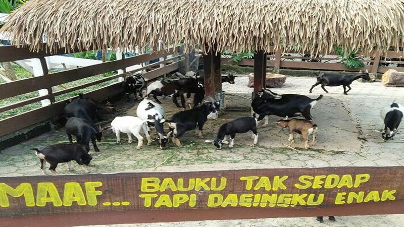 Eco Green Park Malang - Animal farm