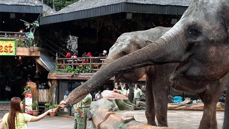 Tempat Wisata di Bogor dan Sekitarnya - Gajah di Taman Safari Bogor